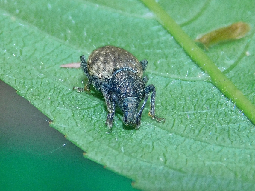 Otiorhynchus raucus - molyhos gyalogormányos