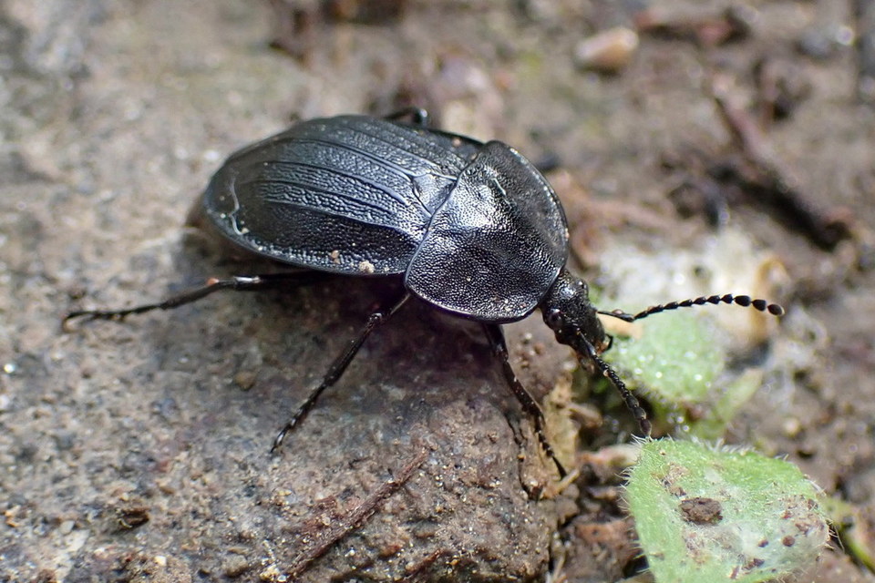 Phosphuga atrata - bordás csigarabló