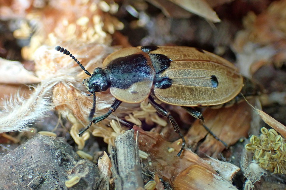 Dendroxena quadrimaculata - négypettyes dögbogár