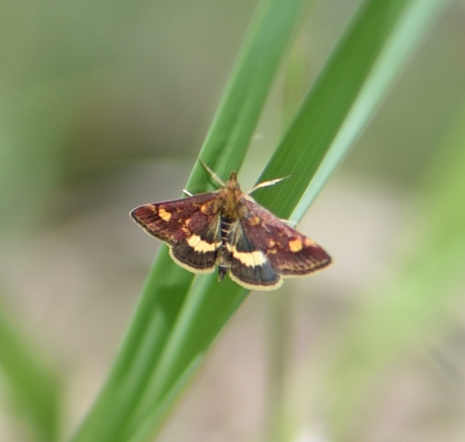 Pyrausta aurata - aranyló bíbormoly
