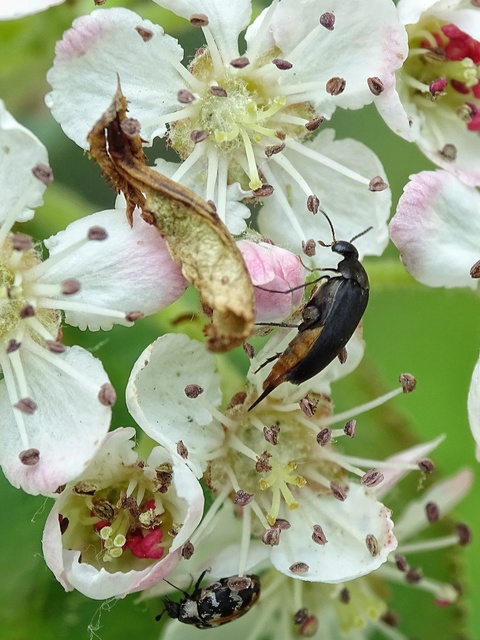 Mordellidae - marókafélék
