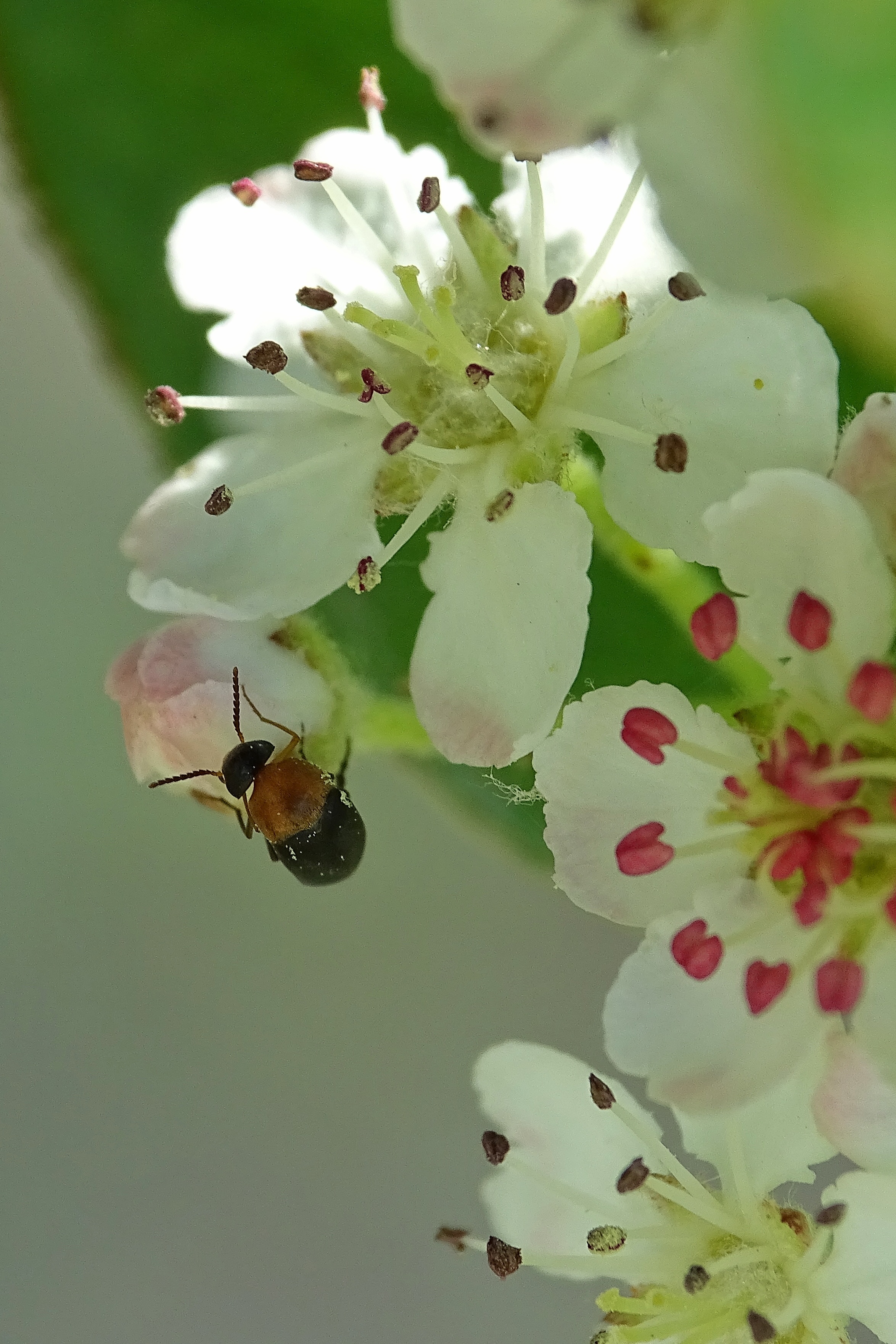 Mordellochroa abdominalis - vöröshasú kismaróka