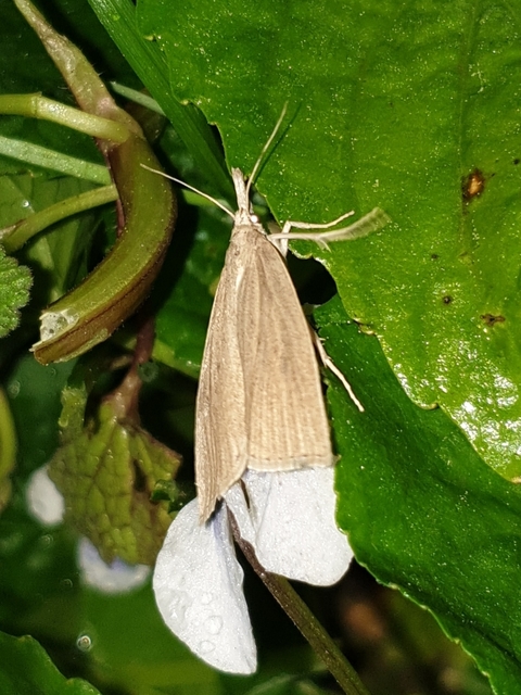 Calamotropha paludella - barna nádlevélmoly