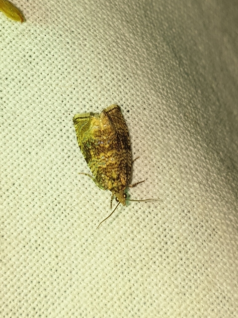 Celypha lacunana - vízparti tükrösmoly