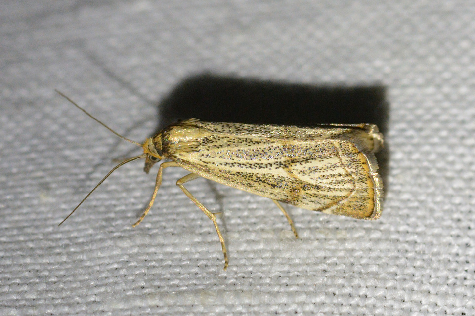 Thisanotia chrysonuchella - tavaszi fűgyökérmoly
