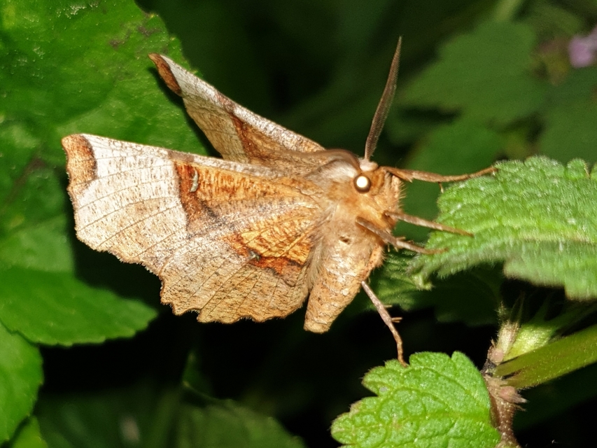 Selenia lunularia - egyfoltos holdasaraszoló