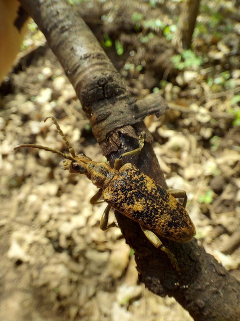 Rhagium sycophanta - tölgyes-tövisescincér