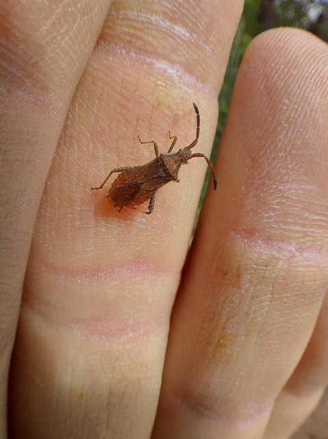 Coriomeris denticulatus - fűrészesvállú karimáspoloska