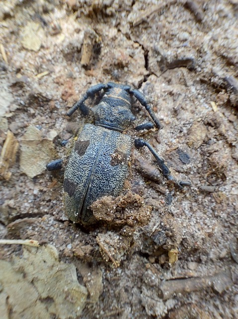 Morimus asper funereus - gyászcincér