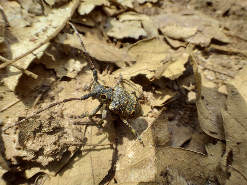 Mesosa curculionoides - szemfoltos cincér