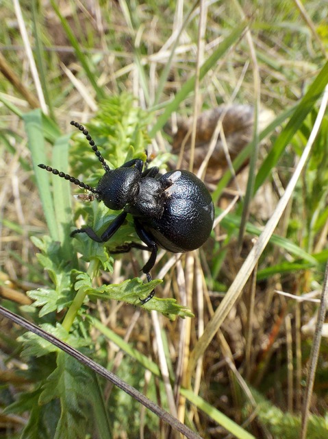 Meloe scabriusculus - érdes nünüke
