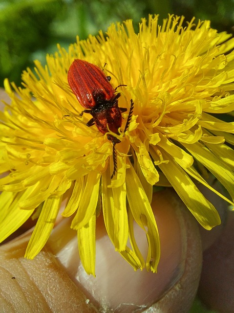 Anostirus purpureus - tűzvörös pattanó