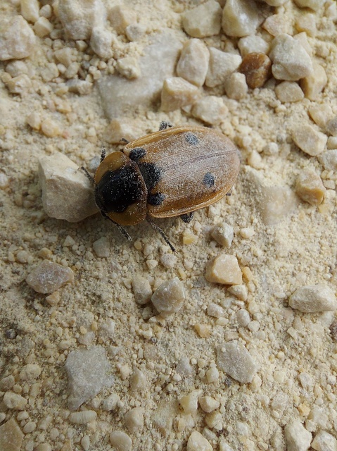 Dendroxena quadrimaculata - négypettyes dögbogár