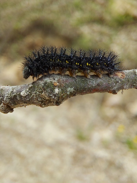 Euphydryas maturna - díszes tarkalepke
