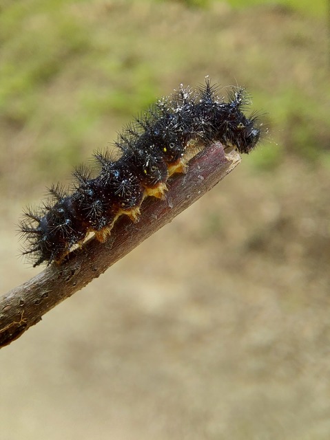 Euphydryas maturna - díszes tarkalepke