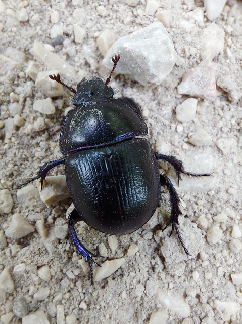 Anoplotrupes stercorosus - erdei álganéjtúró