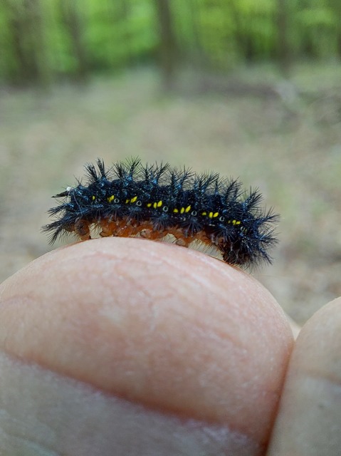 Euphydryas maturna - díszes tarkalepke