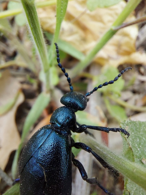 Meloe violaceus - kék nünüke