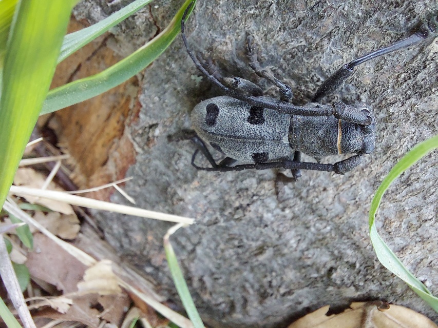 Morimus asper funereus - gyászcincér
