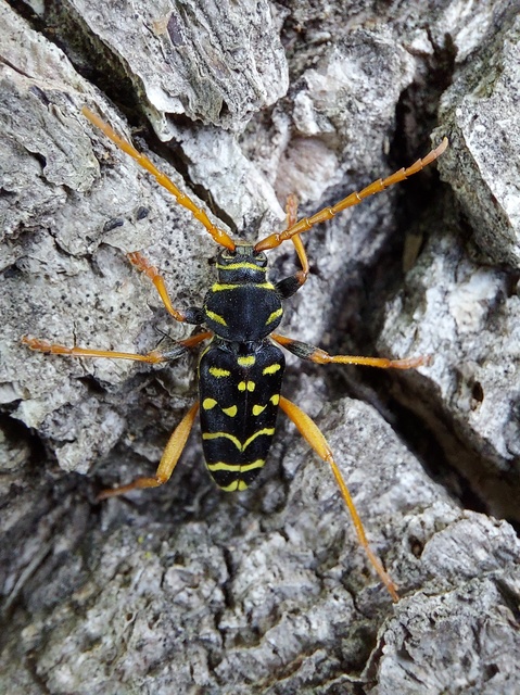 Plagionotus arcuatus - bársonyos darázscincér