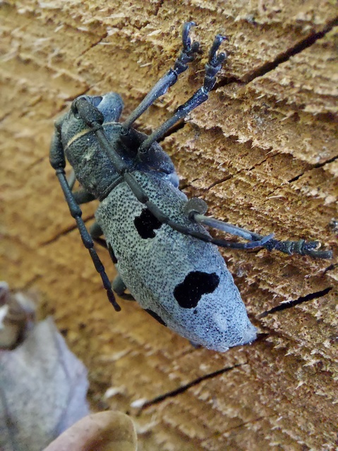 Morimus asper funereus - gyászcincér