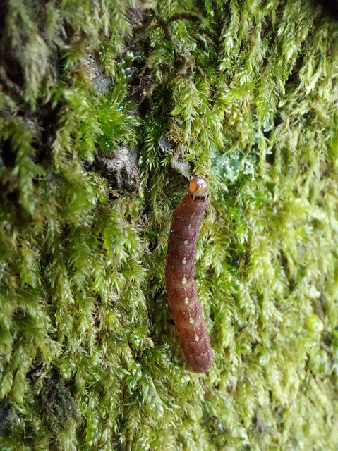 Leptologia macilenta - gyertyán-őszibagoly