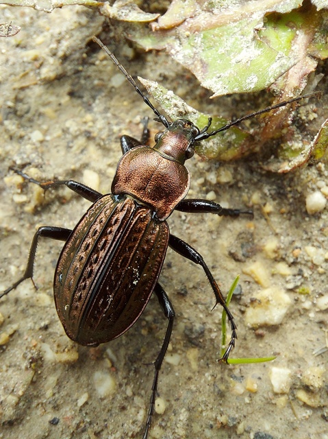 Carabus ulrichii - rezes futrinka Carabus ulrichii - rezes futrinka
