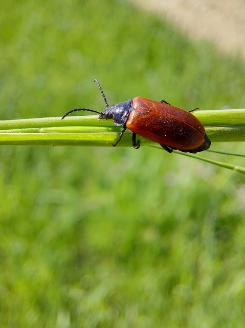 Omophlus proteus - közönséges pejbogár Omophlus proteus - közönséges pejbogár