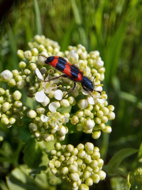 Trichodes favarius - hatfoltos méhészbogár