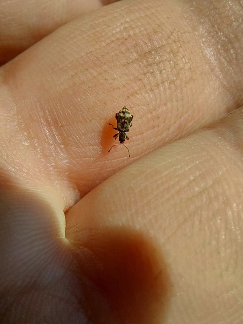 Oedecnemidius varius - tarka tölgyormányos