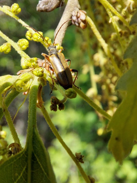 Cortodera humeralis - négyfoltos cserjecincér