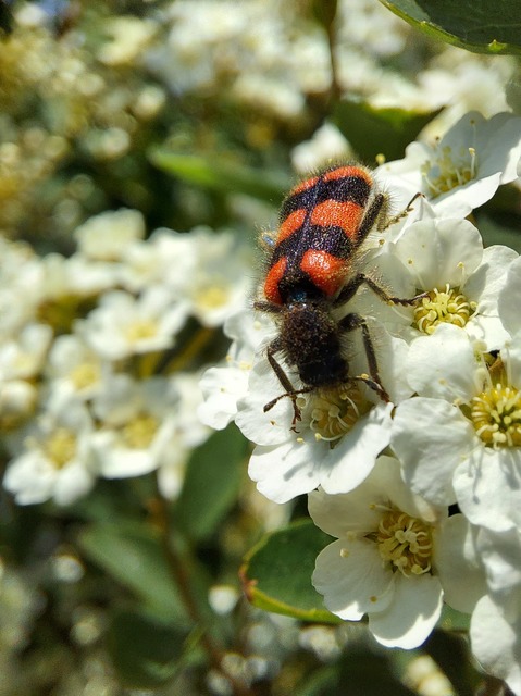 Trichodes favarius - hatfoltos méhészbogár