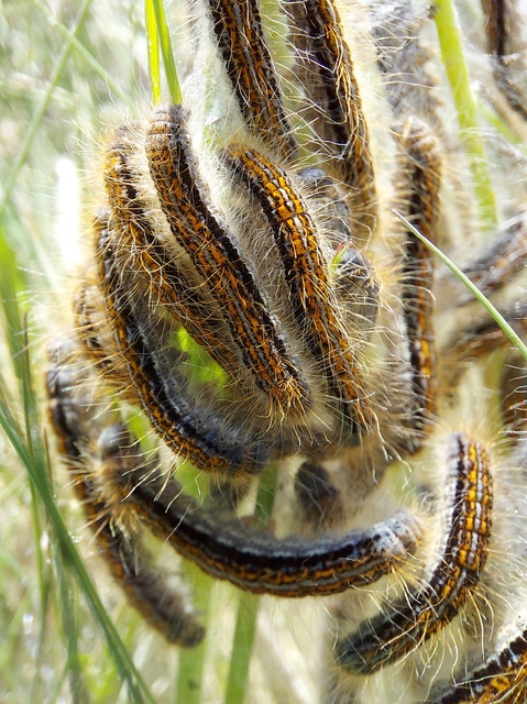 Malacosoma castrensis - kutyatejszövő