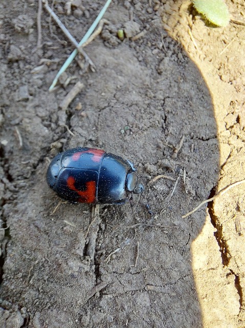 Hister quadrimaculatus - közönséges sutabogár