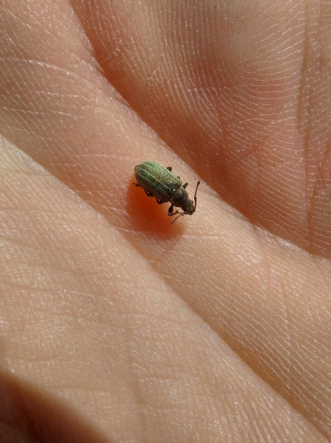 Phyllobius pyri - gyümölcsfa-levélormányos