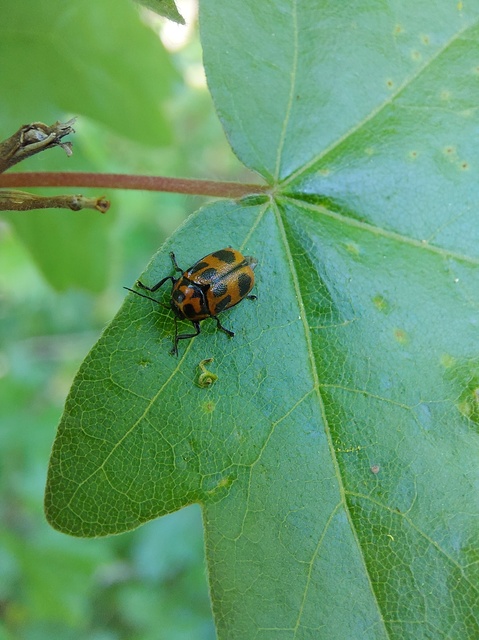Cryptocephalus sexpunctatus - hatfoltos zömökbogár Cryptocephalus sexpunctatus - hatfoltos zömökbogár