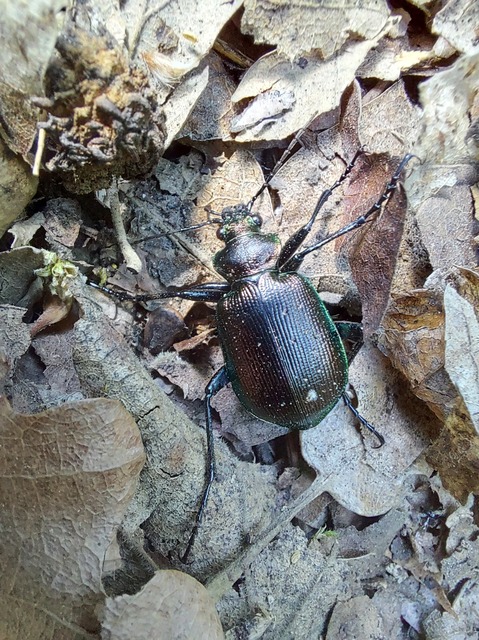Calosoma inquisitor - kis bábrabló