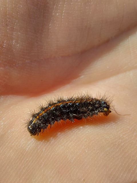 Spiris striata - csíkos molyszövő