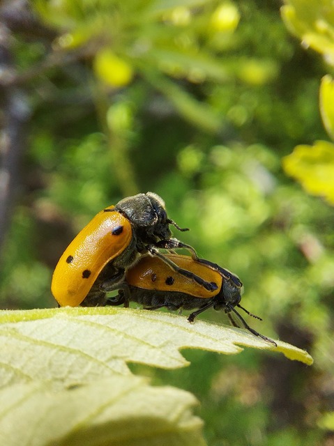 Lachnaia sexpunctata - szőrösnyakú zsákhordóbogár