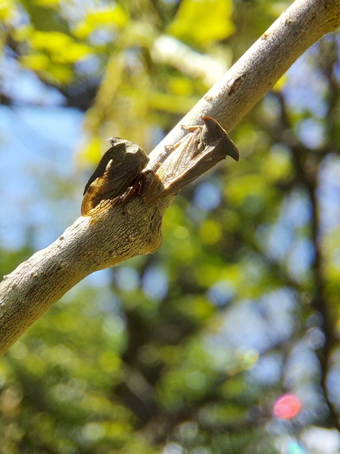 Centrotus cornutus - szarvaskabóca
