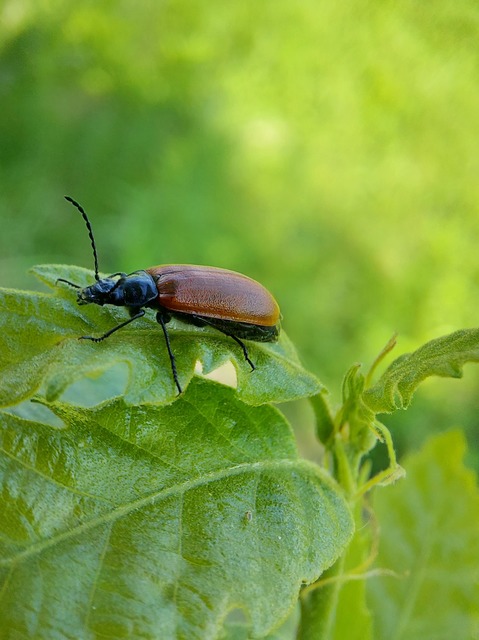 Omophlus proteus - közönséges pejbogár Omophlus proteus - közönséges pejbogár