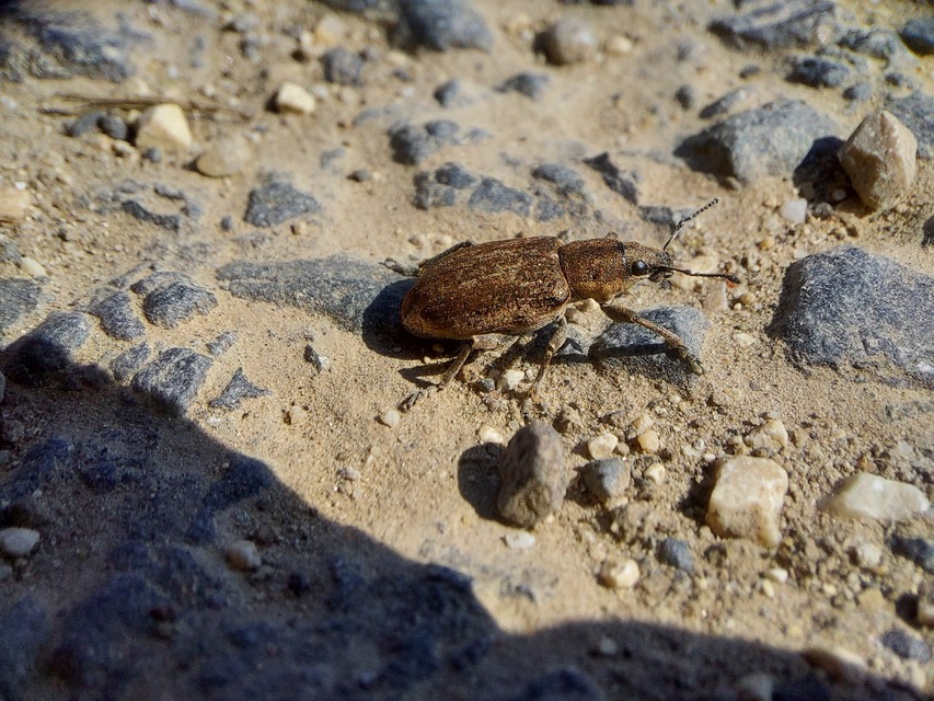 Tanymecus palliatus - közönséges hegyesfarúbarkó