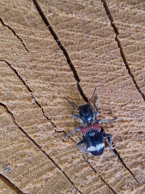 Clerus mutillarius - feketenyakú szúfarkas