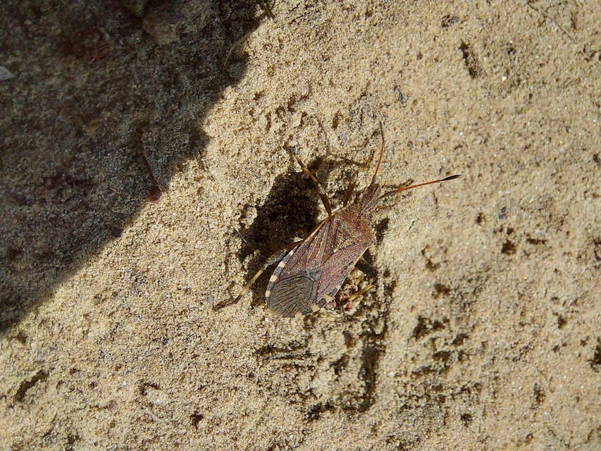 Ceraleptus gracilicornis - tüskéslábú karimáspoloska