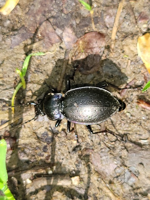 Carabus nemoralis - ligeti futrinka