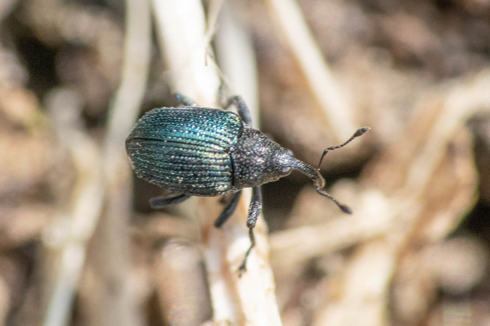 Ceutorhynchus erysimi - kis repcsény-ceutormányos
