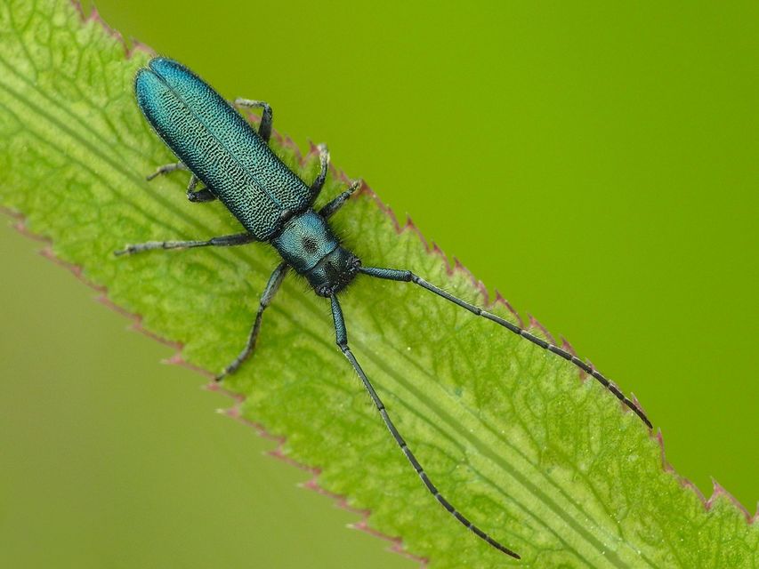 Agapanthia violacea - kék somkórócincér