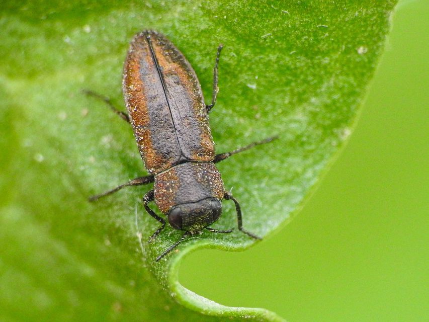 Anthaxia chevrieri - zanót-virágdíszbogár