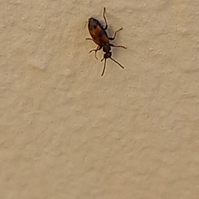 Anthicus antherinus - közönséges fürgebogár
