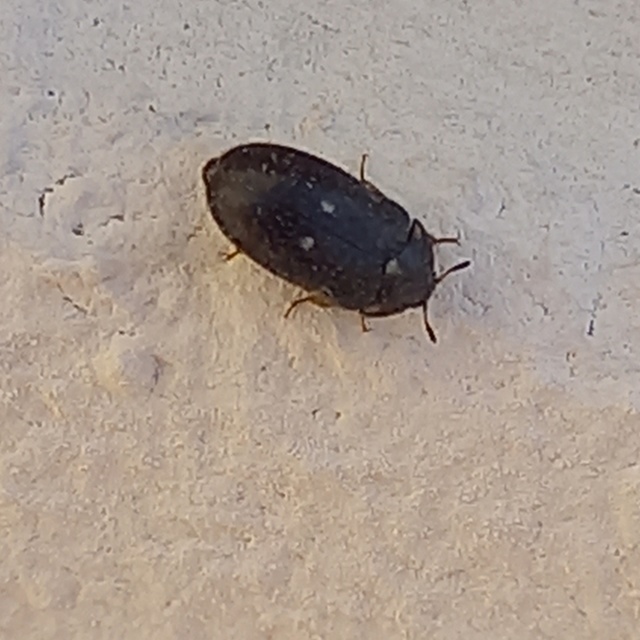 Attagenus pellio - közönséges szűcsbogár